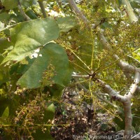 Sterculia urens Roxb.